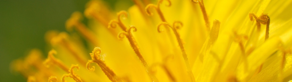 Naturheilkunde Christiane Goepfert, Bochum